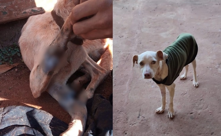 Detuvieron a un hombre acusado de enterrar dos perros vivos en Iguazú: los animales fueron rescatados