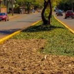 Economía circular en Posadas: de la poda al chip ornamental de los espacios públicos 3 6 - Economia circular en Posadas 2 - 5