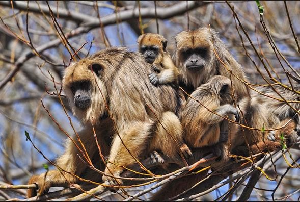 El Mono Caraya sera declarado 1 - 1
