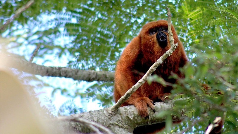 El Mono Caraya será declarado