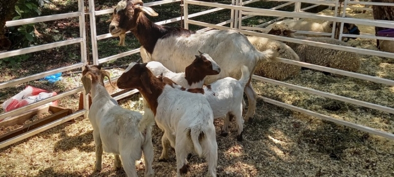 Expo de la Cuenca Ovino Caprina 3 - 11