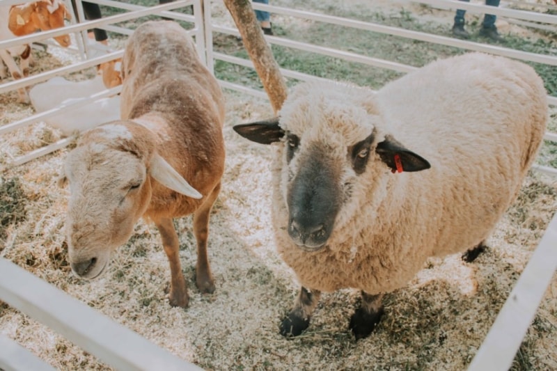 La 2° Expo de la Cuenca Ovino Caprina de la zona Sur alberga a más de 40 productores 7 14 - Expo de la Cuenca Ovino Caprina 4 - 13