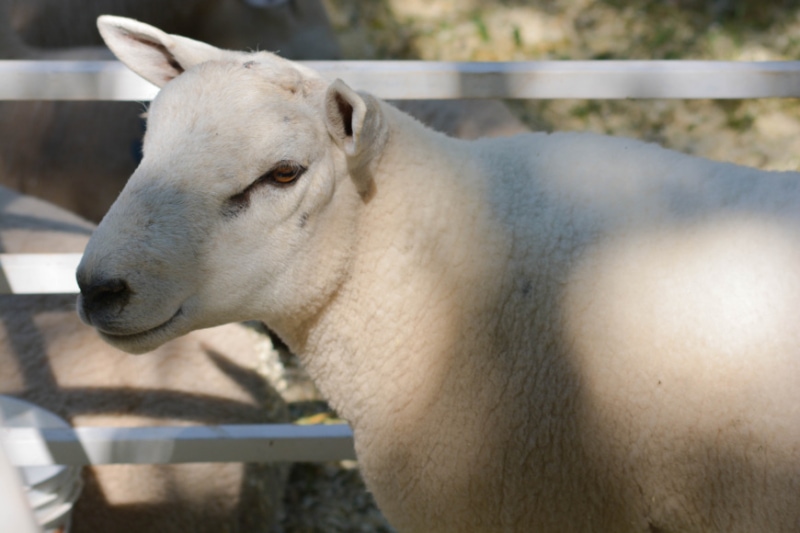 La 2° Expo de la Cuenca Ovino Caprina de la zona Sur alberga a más de 40 productores 2 4 - Expo de la Cuenca Ovino Caprina 6 - 3