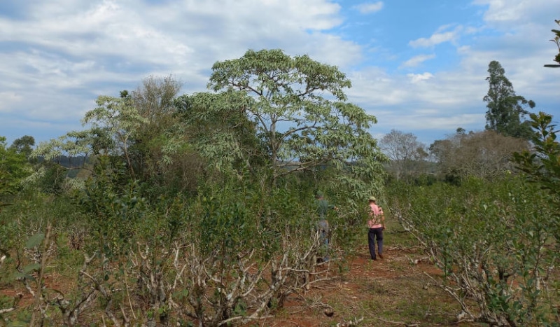 La yerba mate bajo árboles presentó menos daños por helada