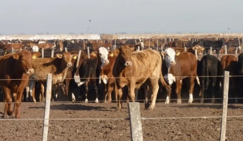 Los probióticos permitirían