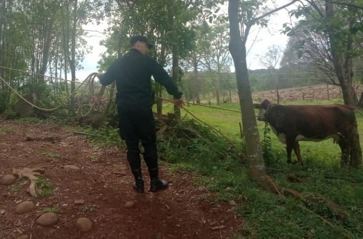 Operativos rurales permitieron recuperar