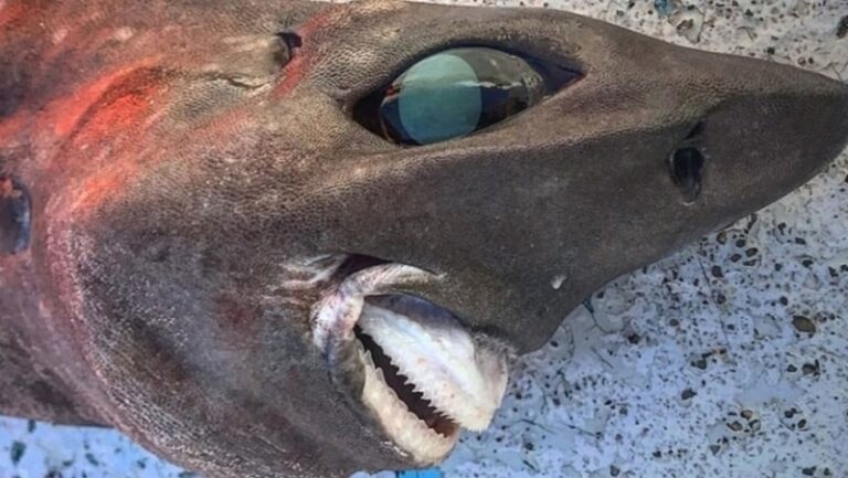 Pescador atrapó a un sorprendente tiburón de especie desconocida