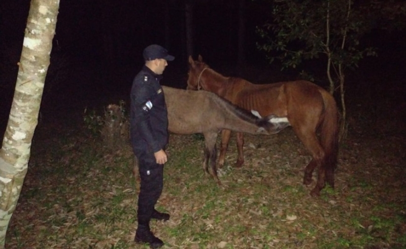 Recuperaron caballos robados a un