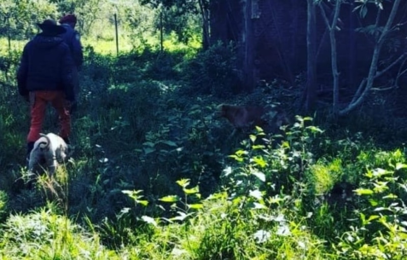 Recuperaron una vaca y un 1 - 1