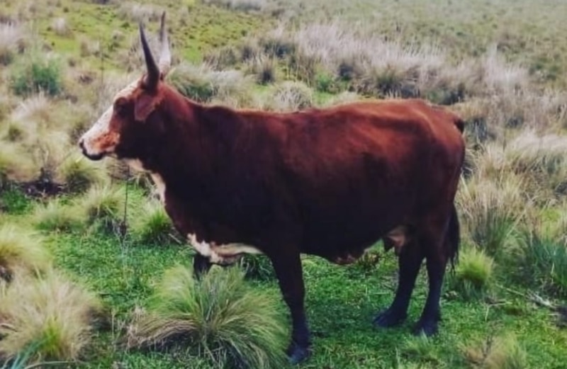 Recuperaron una vaca y un