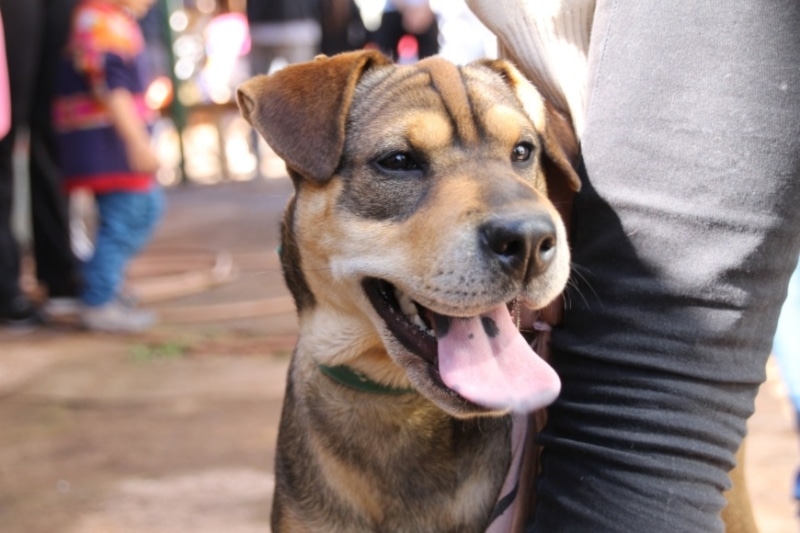 Tenencia responsable de mascotas