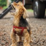 Tenencia responsable de mascotas 2 - 3