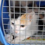 Tenencia responsable de mascotas 3 - 5