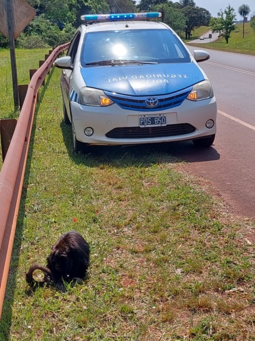 Una pareja de guacamayos y un mono caraya 2 - 3