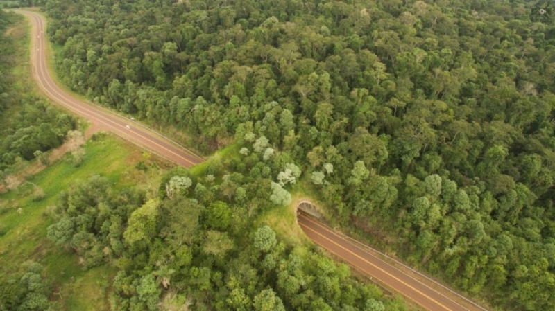 Realizan reunión para debatir sobre el atropellamiento de fauna en Misiones 3 5 - el atropellamiento de fauna en Misiones