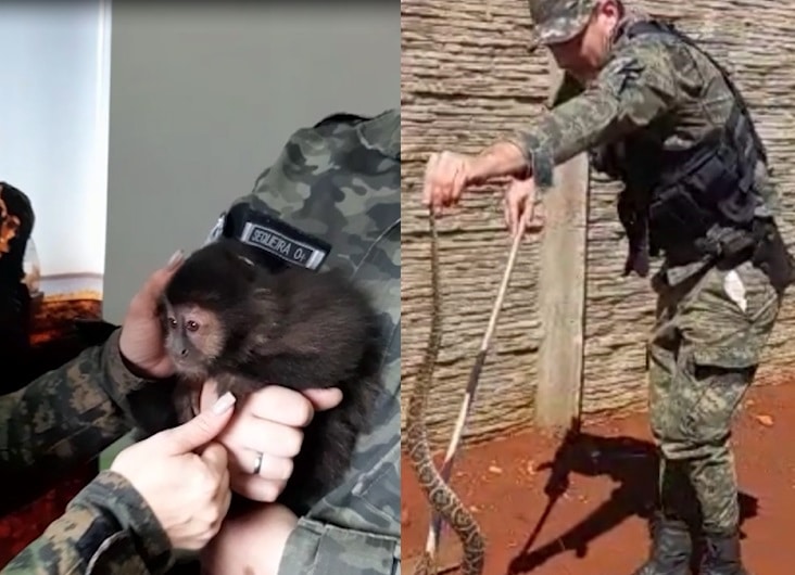 Liberaron a un mono caí