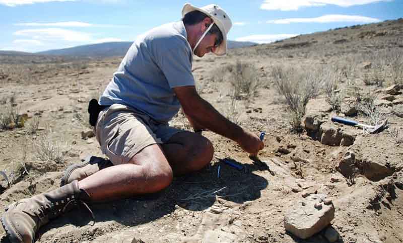 nueva especie de dinosaurio