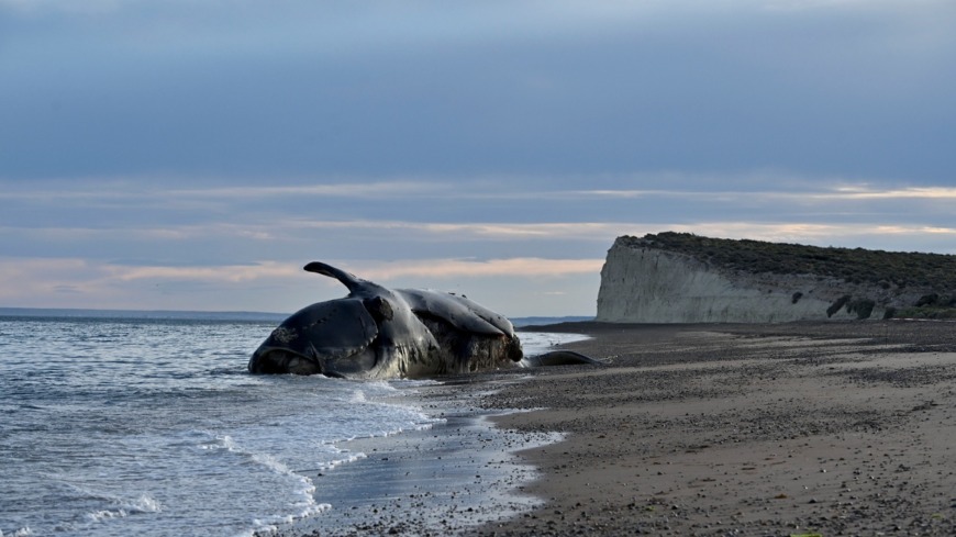 BALLENA MUERTA