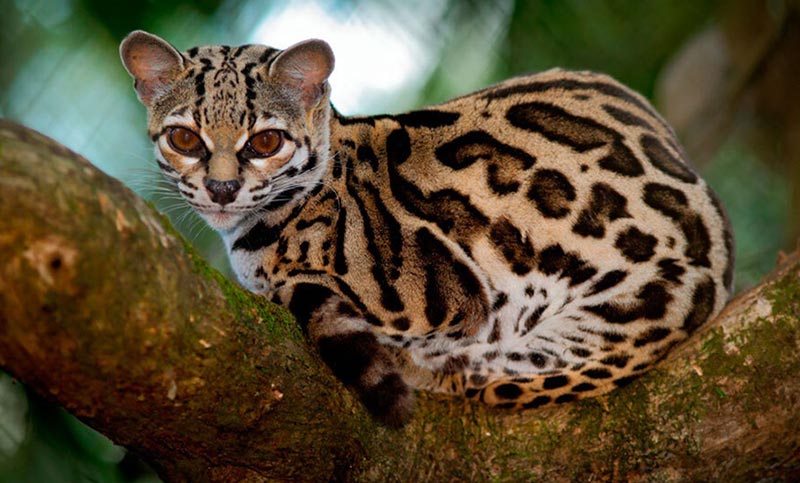 Cinco ocelotes fueron reintroducidos en el Iberá en menos de un año