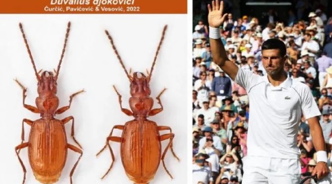 Descubrieron nueva especie de insecto