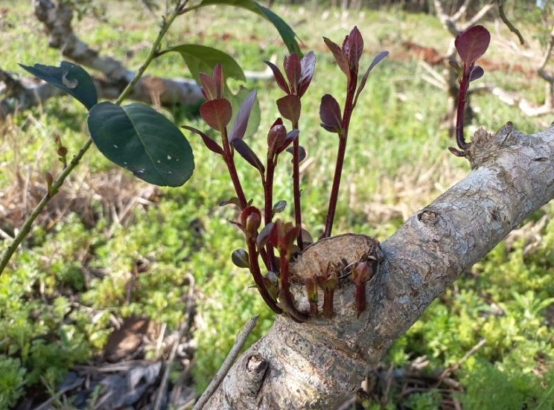 En octubre y noviembre rige