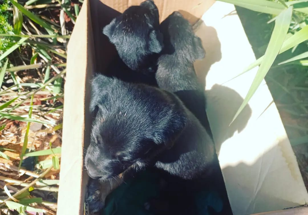 IMG 20221015 WA0047 - 1