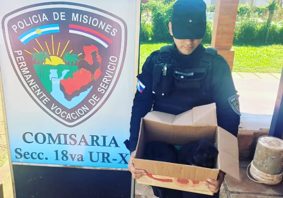 Policías rescataron a tres perritas abandonadas en Posadas