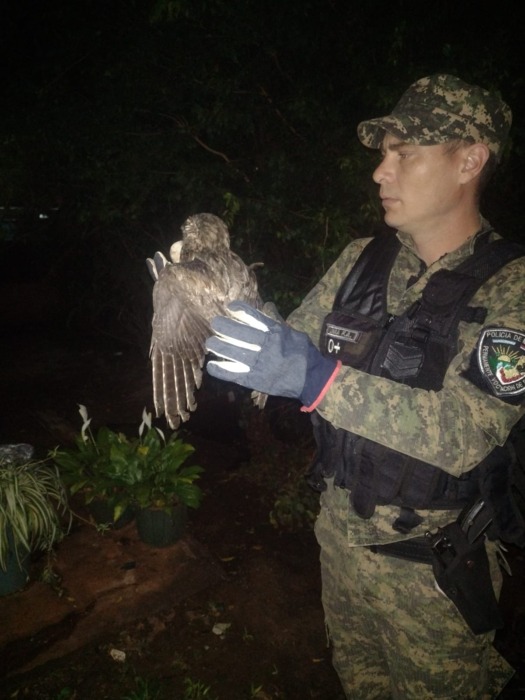 Rescataron animales silvestres heridos y recuperaron dos perros robados 1 2 - IMG 20221026 WA0102 - 1