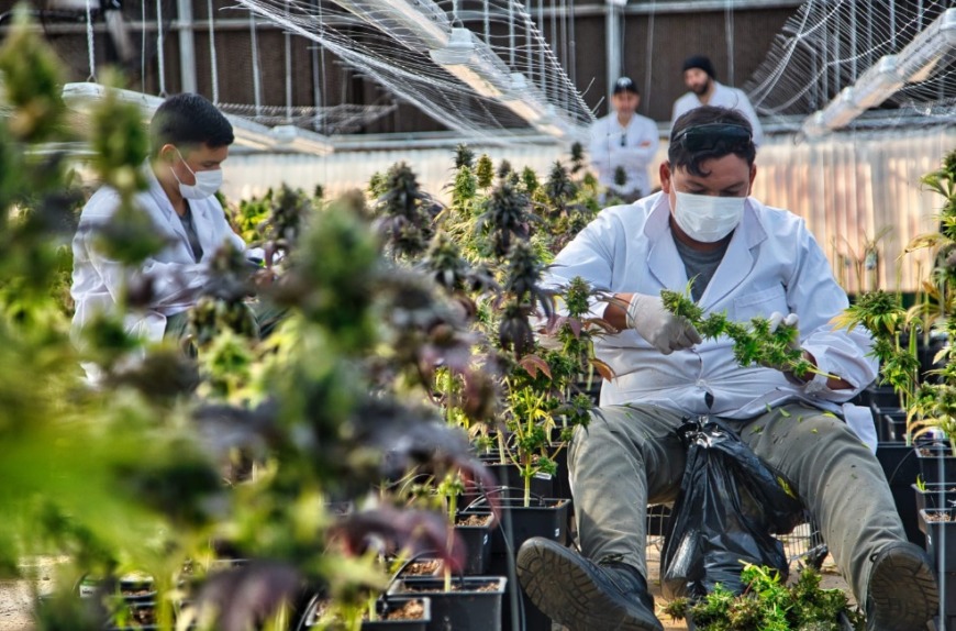 La Biofábrica arranca la etapa