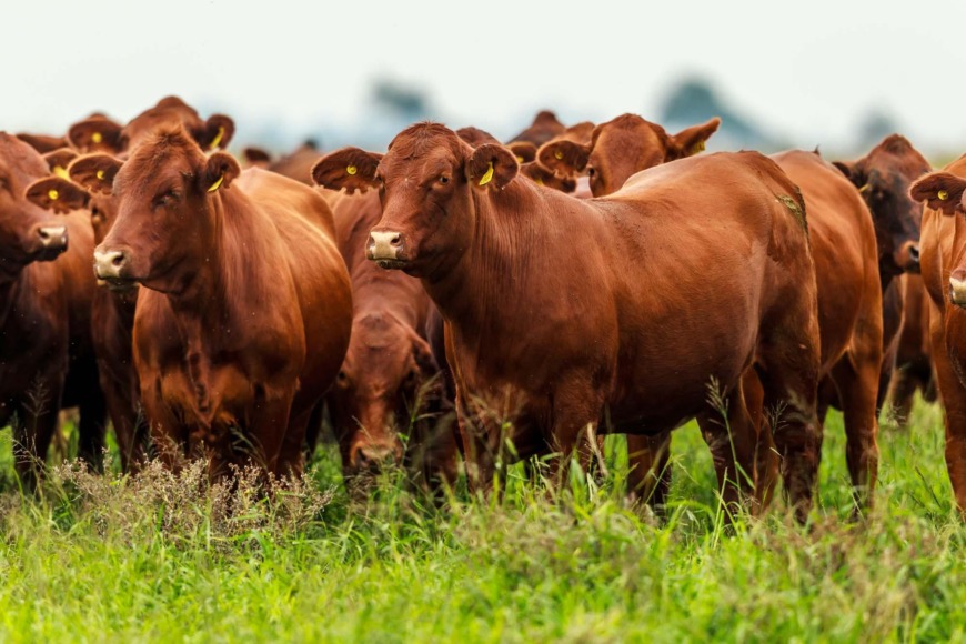 Nueva Zelanda lanza un impuesto al eructo de vacas y ovejas