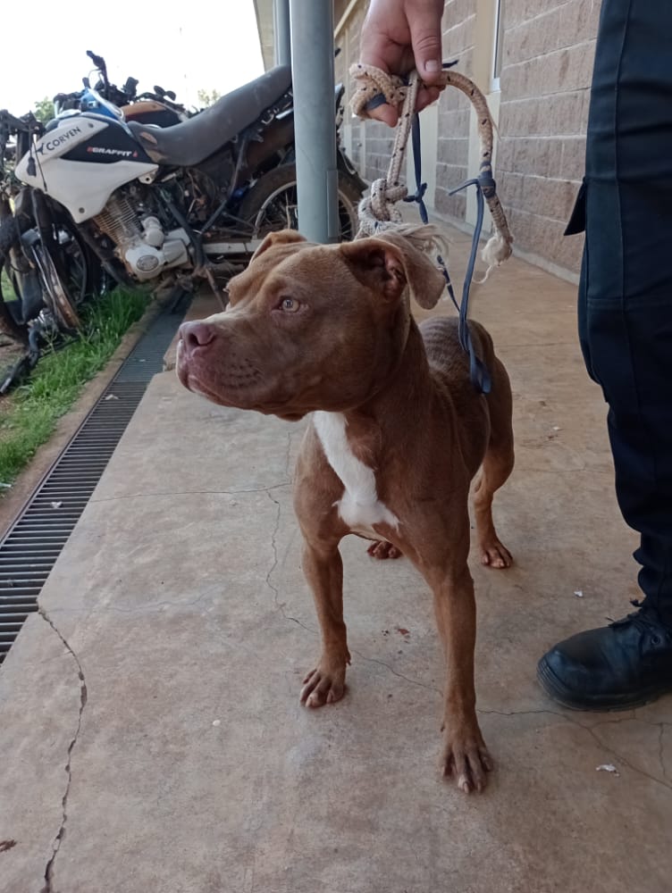 Pitbull en un basural 2 - 1