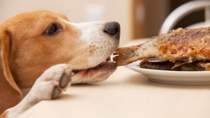 ¿Por qué no hay que darle comida con sal a los perros? No dejes que esa carita de pura ternura te haga arruinar su vida
