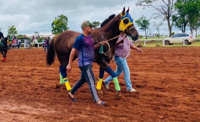 Posadas sacrificaron un caballo que