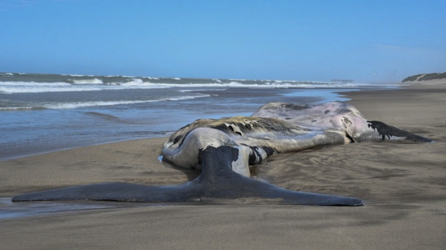 ballenas muertas en Península de Valdés
