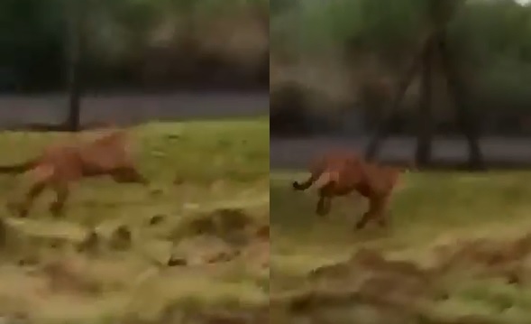 Un puma fue visto en zona del aeropuerto de Posadas