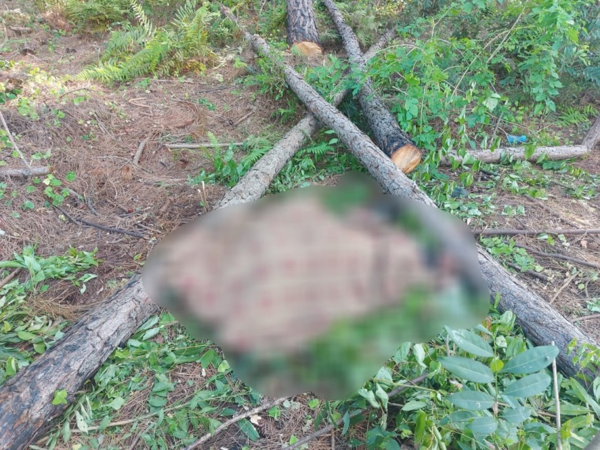 San Ignacio: hombre murió tras ser aplastado por un pino