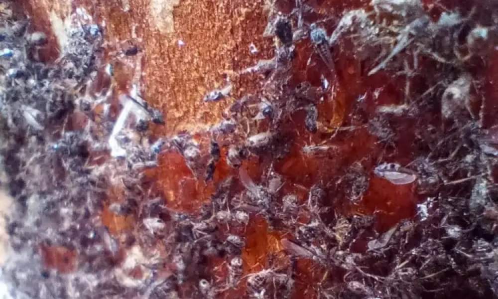 plaga de resina