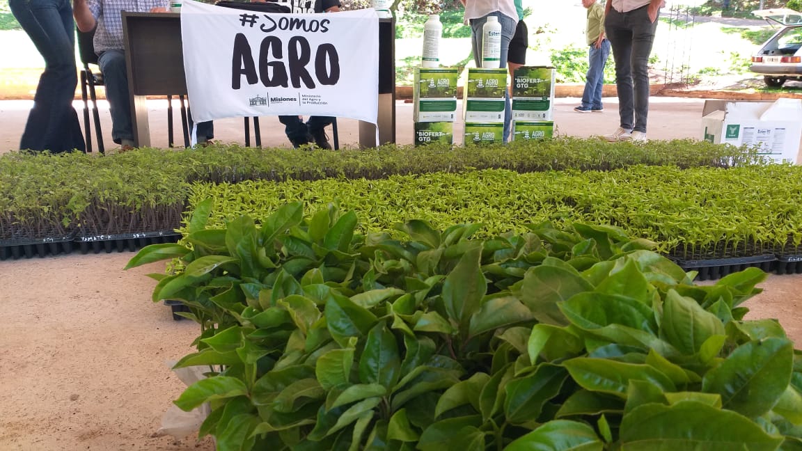 Entregaron más de 1.500 plantines frutales a productores de Dos de Mayo 2 4 - plantines frutales 3 - 3