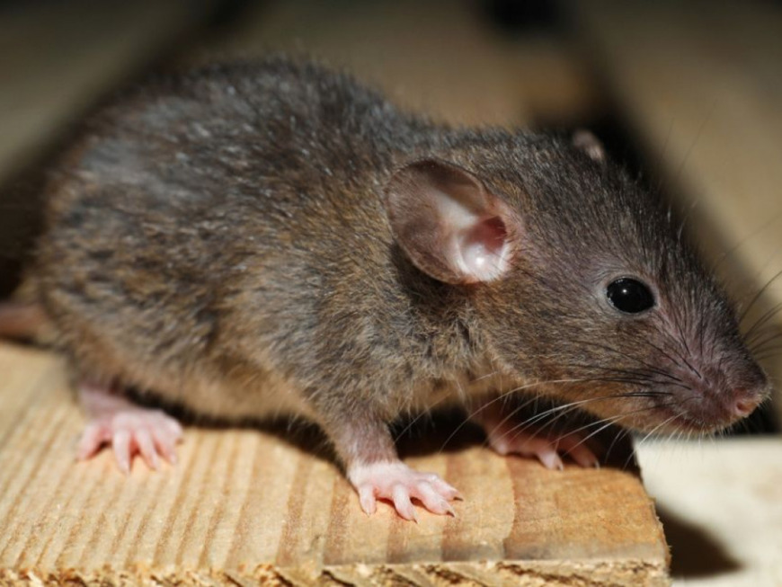 Científicos implantaron células del cerebro humano en ratas