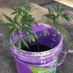 secuestraron mas de dos toneladas de marihuana 3 - 5