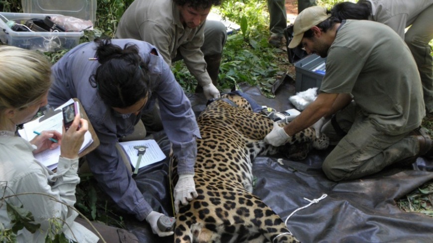 Nuevo relevamiento de la población de yaguaretés en Argentina y Brasil 1 2 - yaguaretes en argentina - 1