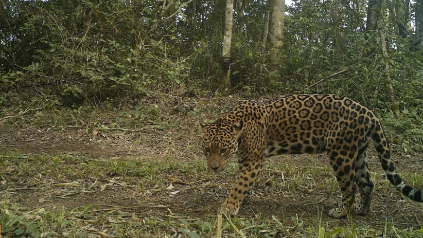yaguaretés en la región