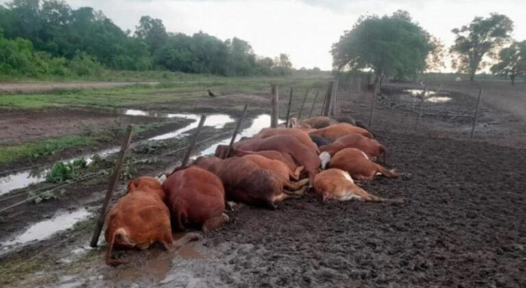 Formosa: la caída de un rayo fulminó a 65 terneros en un campo