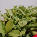 Apóstoles: Herrera Ahuad encabezó la apertura de la Fiesta Nacional e Internacional de la Yerba Mate 4 8 - Fiesta Nacional e Internacional de la Yerba Mate 4 - 7