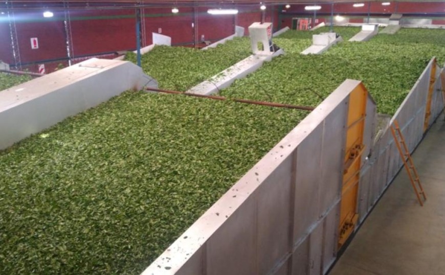 Fijaron nuevo precio del té