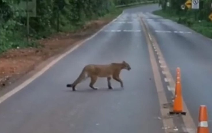 Filmaron a un puma paseando en el ingreso al aeropuerto de Puerto Iguazú