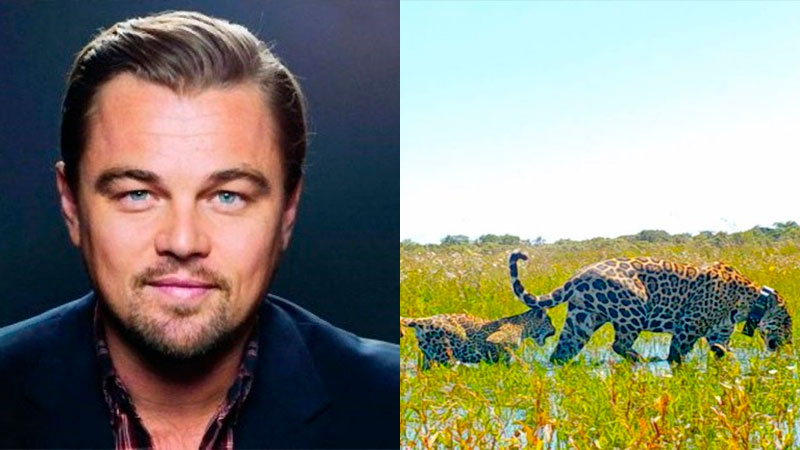 Leonardo DiCaprio destacó a Argentina por recuperar un yaguareté en los Esteros del Iberá