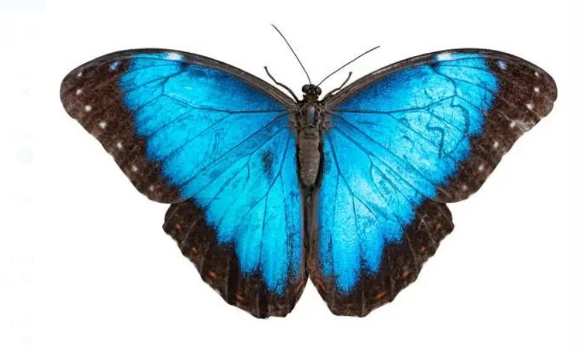 Misiones posee alrededor de 900