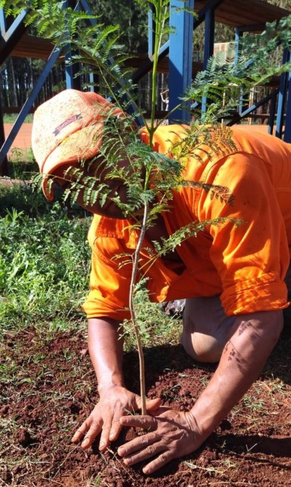 Plantaron otros 131 árboles en la ruta provincial N° 2 1 2 - Plantaron otros 131 arboles 2 - 1
