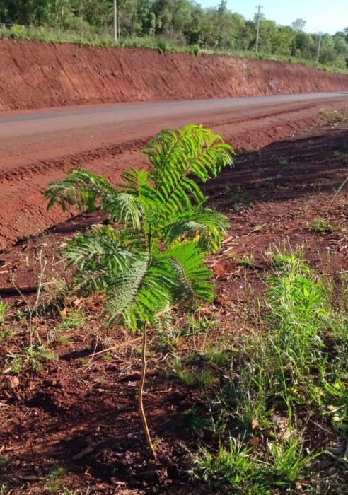Plantaron otros 131 árboles en la ruta provincial N° 2 2 4 - Plantaron otros 131 arboles 3 - 3